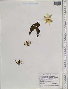 Кувшинка четырехгранная Georgi, Сибирь, Дальний Восток (S6) (Россия)