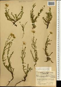 Гетеропаппус алтайский (Willd.) Novopokr., Монголия (MONG) (Монголия)