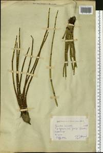 Хвощ зимующий L., Сибирь, Западный (Казахстанский) Алтай (S2a) (Казахстан)