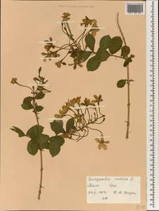Combretum indicum (L.) C. C. H. Jongkind, Африка (AFR) (Мали)