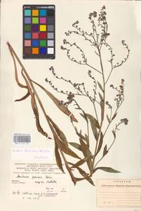 Cynoglottis barrelieri subsp. barrelieri, Восточная Европа, Западно-Украинский район (E13) (Украина)