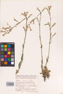 Смолевка клейкая (L.) Pers., Восточная Европа, Нижневолжский район (E9) (Россия)