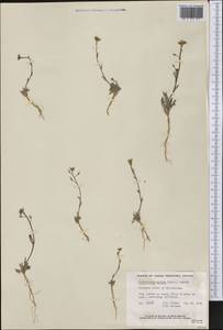 Crucihimalaya bursifolia (DC.) D.A.German & A.L.Ebel, Америка (AMER) (Канада)