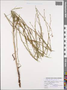 Хондрилла ситниковидная L., Восточная Европа, Белоруссия (E3a) (Белоруссия)