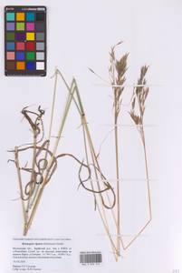 Костер береговой Rehmann, Восточная Европа, Московская область и Москва (E4a) (Россия)