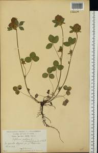 Клевер луговой L., Восточная Европа, Центральный лесостепной район (E6) (Россия)