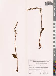 Любка комарниковая (L.f.) Lindl., Сибирь, Чукотка и Камчатка (S7) (Россия)