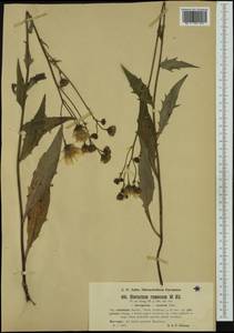 Hieracium orbolense (Stenstr.) Dahlst., Западная Европа (EUR) (Норвегия)
