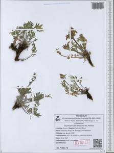Oxytropis calcareorum N.S.Pavlova, Сибирь, Дальний Восток (S6) (Россия)