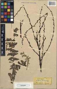 Verbascum parviflorum Lam., Зарубежная Азия (ASIA) (Турция)