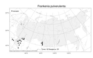 Frankenia pulverulenta, Франкения припудренная L., Атлас флоры России (FLORUS) (Россия)