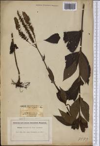 Veronicastrum virginicum (L.) Farw., Америка (AMER) (США)
