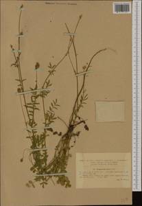 Poterium sanguisorba subsp. sanguisorba, Западная Европа (EUR) (Румыния)