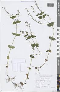 Вероника дубравная L., Восточная Европа, Центральный район (E4) (Россия)