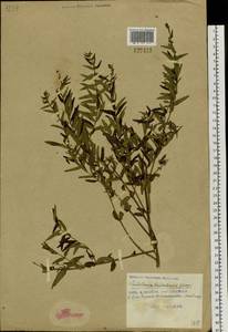 Шлемник байкальский Georgi, Сибирь, Дальний Восток (S6) (Россия)