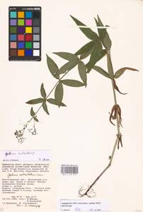 Подмаренник мареновидный L., Восточная Европа, Нижневолжский район (E9) (Россия)