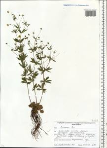 Лапчатка прямостоячая, Калган (L.) Raeusch., Восточная Европа, Белоруссия (E3a) (Белоруссия)