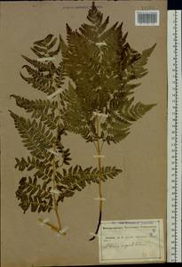 Pteridium aquilinum subsp. pinetorum (C. N. Page & R. R. Mill) J. A. Thomson, Восточная Европа, Центральный лесостепной район (E6) (Россия)