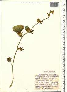 Шток-роза морщинистая Alef., Кавказ, Азербайджан (K6) (Азербайджан)