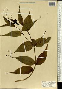 Глориоза роскошная L., Африка (AFR) (Эфиопия)