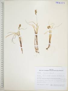 Anthoxanthum monticola (Bigelow) Veldkamp, Сибирь, Дальний Восток (S6) (Россия)