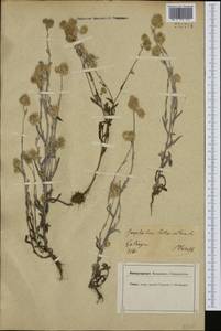 Helichrysum luteoalbum (L.) Rchb., Западная Европа (EUR) (Германия)