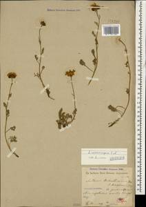 Archanthemis marschalliana subsp. sosnovskyana (Fed.) Lo Presti & Oberpr., Кавказ, Грузия (K4) (Грузия)