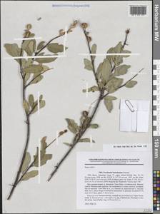 Exochorda racemosa subsp. racemosa, Средняя Азия и Казахстан, Западный Тянь-Шань и Каратау (M3) (Киргизия)