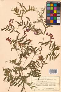 Горошек приятный Fisch. ex Ser., Сибирь, Дальний Восток (S6) (Россия)