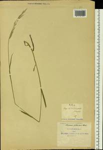 Костер Пампелла Scribn., Сибирь, Якутия (S5) (Россия)