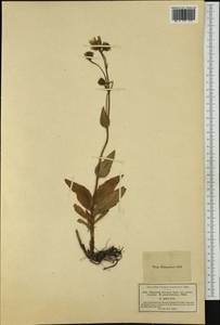 Hieracium villosum Jacq., Западная Европа (EUR) (Германия)
