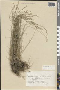 Мятлик разноцветный Besser, Восточная Европа, Восточный район (E10) (Россия)