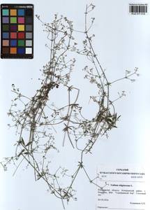 Подмаренник топяной L., Сибирь, Алтай и Саяны (S2) (Россия)