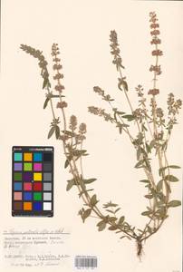 MHA 0 157 387, Thymus pannonicus All., Восточная Европа, Нижневолжский район (E9) (Россия)