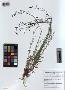 KUZ 004 905, Колокольчик круглолистный L., Сибирь, Алтай и Саяны (S2) (Россия)