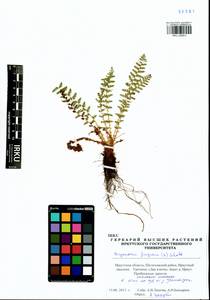 Щитовник пахучий (L.) Schott, Сибирь, Прибайкалье и Забайкалье (S4) (Россия)