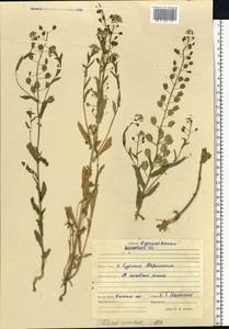 Ярутка полевая L., Восточная Европа, Средневолжский район (E8) (Россия)