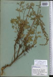 Artemisia stechmanniana Besser, Средняя Азия и Казахстан, Северный и Центральный Тянь-Шань (M4) (Киргизия)