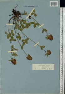 Клевер луговой L., Восточная Европа, Ростовская область (E12a) (Россия)