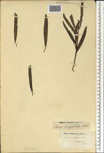 Acacia longifolia (Andrews) Willd., Африка (AFR) (Острова Святой Елены, Вознесения и Тристан-да-Кунья)