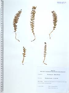 Вудсия эльбская (L.) R.Br., Сибирь, Дальний Восток (S6) (Россия)