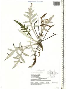 Наголоватка васильковая (L.) Rchb., Восточная Европа, Центральный район (E4) (Россия)