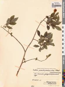 Ива ложнопятитычинковая (Flod.) Flod., Сибирь, Чукотка и Камчатка (S7) (Россия)