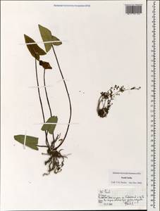 Polypodiopsida, Зарубежная Азия (ASIA) (Индия)