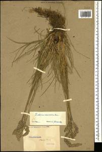 Koeleria eriostachya Pancic, Кавказ, Ставропольский край, Карачаево-Черкесия, Кабардино-Балкария (K1b) (Россия)