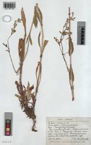 KUZ 004 049, Смолевка поникшая L., Сибирь, Алтай и Саяны (S2) (Россия)