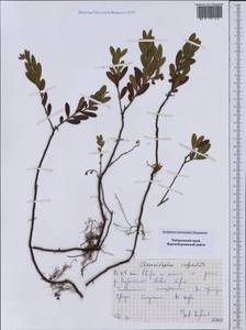 Хамедафна обыкновенная, Болотный мирт (L.) Moench, Сибирь, Дальний Восток (S6) (Россия)