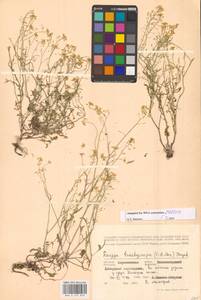 Жерушник короткоплодный (C.A.Mey.) Hayek, Восточная Европа, Центральный лесостепной район (E6) (Россия)