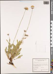 Dipsacaceae, Зарубежная Азия (ASIA) (Иран)