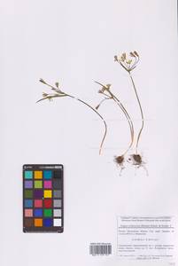 Гусиный лук земляничный (Vill.) E.Bayer & G.López, Восточная Европа, Московская область и Москва (E4a) (Россия)